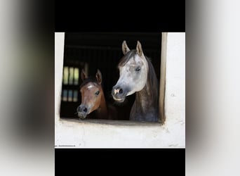 Arabian horses, Mare, 6 years, 15,1 hh, Gray