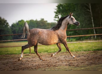 Arabian horses, Mare, 6 years, 15.1 hh, Gray