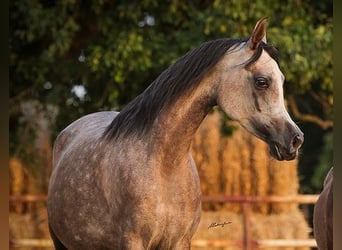 Arabian horses, Mare, 6 years, 15.1 hh, Gray
