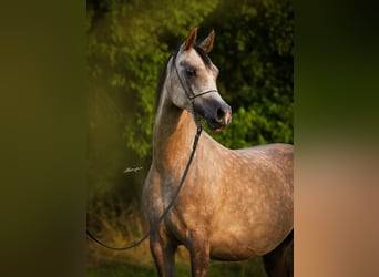 Arabian horses, Mare, 6 years, 15.1 hh, Gray