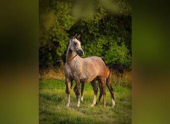 Arabian horses, Mare, 6 years, 15.1 hh, Gray