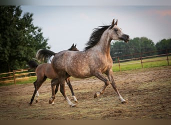 Arabian horses, Mare, 6 years, 15.1 hh, Gray