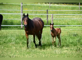 Arabian horses, Mare, 6 years, 15 hh, Bay-Dark