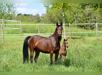 Arabian horses, Mare, 6 years, 15 hh, Bay-Dark