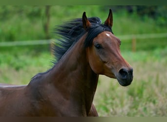 Arabian horses, Mare, 6 years, 15 hh, Bay-Dark