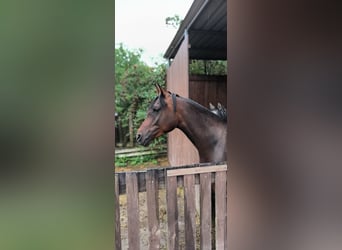 Arabian horses, Mare, 6 years, 15 hh, Bay-Dark