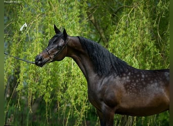 Arabian horses, Mare, 6 years, 15 hh, Bay