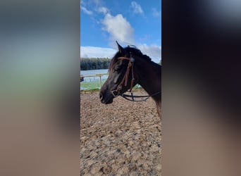 Arabian horses, Mare, 6 years, 15 hh, Black