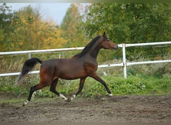 Arabian horses, Mare, 6 years, 15 hh, Brown