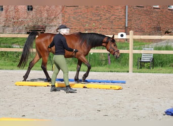 Arabian horses, Mare, 6 years, 15 hh, Brown