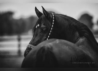 Arabian horses, Mare, 6 years, 15 hh, Brown