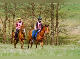 Arabian horses, Mare, 6 years, 15 hh, Chestnut-Red