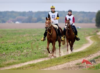 Arabian horses, Mare, 6 years, 15 hh, Chestnut-Red