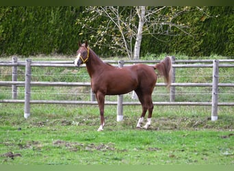 Arabian horses, Mare, 6 years, 15 hh, Chestnut-Red