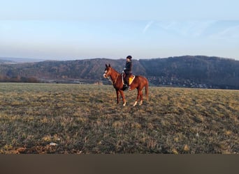 Arabian horses, Mare, 6 years, 15 hh, Chestnut-Red