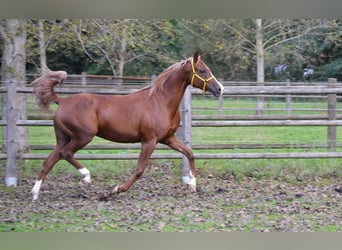 Arabian horses, Mare, 6 years, 15 hh, Chestnut-Red