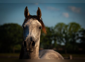 Arabian horses, Mare, 6 years, 15 hh, Gray