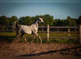 Arabian horses, Mare, 6 years, 15 hh, Gray