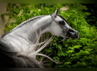 Arabian horses, Mare, 6 years, 15 hh, Gray-Dapple