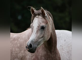 Arabian horses, Mare, 6 years, 15 hh, Gray
