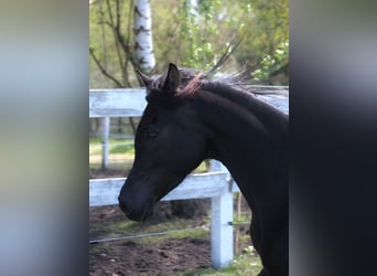 Arabian horses, Mare, 6 years, 15,1 hh, Black