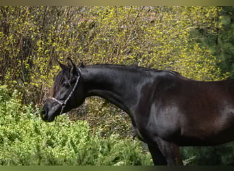 Arabian horses, Mare, 6 years, 15,1 hh, Black