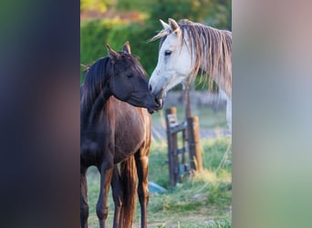 Arabian horses, Mare, 6 years, 15,1 hh, Gray
