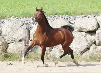 Arabian horses, Mare, 6 years, Brown