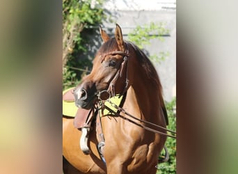 Arabian horses, Mare, 6 years, Brown