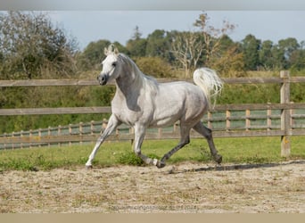 Arabian horses, Mare, 6 years, Grey