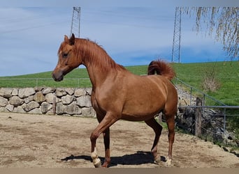 Arabian horses, Mare, 6 years, Rabicano