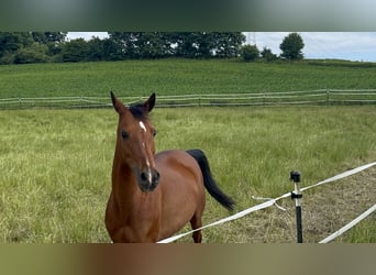 Arabian horses Mix, Mare, 7 years, 13,2 hh, Brown
