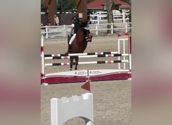 Arabian horses, Mare, 7 years, 14,1 hh, Bay