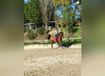 Arabian horses, Mare, 7 years, 14,1 hh, Bay