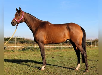 Arabian horses, Mare, 7 years, 14,2 hh, Bay-Dark