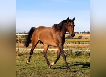 Arabian horses, Mare, 7 years, 14,2 hh, Bay-Dark