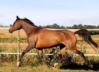 Arabian horses, Mare, 7 years, 14,2 hh, Bay-Dark