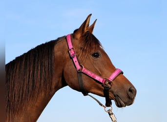 Arabian horses, Mare, 7 years, 14,2 hh, Bay-Dark