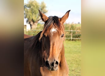 Arabian horses, Mare, 7 years, 14,2 hh, Bay-Dark