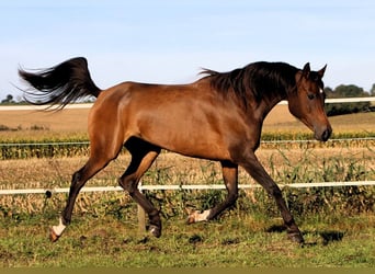 Arabian horses, Mare, 7 years, 14,2 hh, Bay-Dark