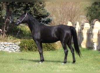 Arabian horses, Mare, 7 years, 14.2 hh, Black