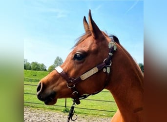 Arabian horses, Mare, 7 years, 14,2 hh, Brown