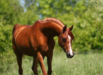 Arabian horses, Mare, 7 years, 14,2 hh, Chestnut-Red