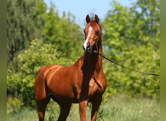 Arabian horses, Mare, 7 years, 14,2 hh, Chestnut-Red