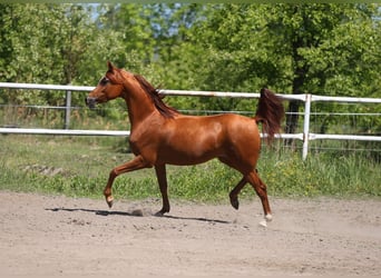 Arabian horses, Mare, 7 years, 14,2 hh, Chestnut-Red