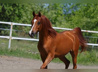 Arabian horses, Mare, 7 years, 14,2 hh, Chestnut-Red