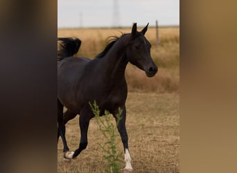 Arabian horses, Mare, 7 years, 14,3 hh, Black