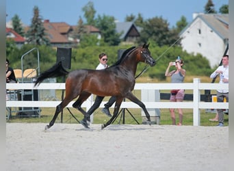 Arabian horses, Mare, 7 years, 14.3 hh, Brown