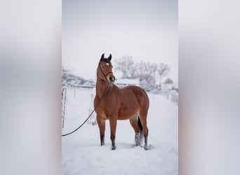 Arabian horses, Mare, 7 years, 14,3 hh, Brown