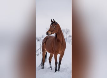 Arabian horses, Mare, 7 years, 14,3 hh, Brown